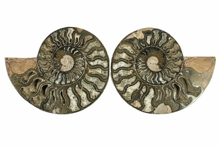 Cut & Polished Ammonite Fossil - Unusual Black Color #267913